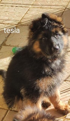 TESLA