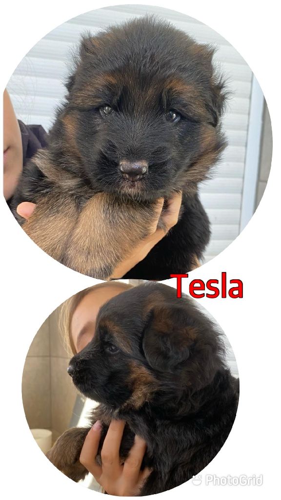 TESLA